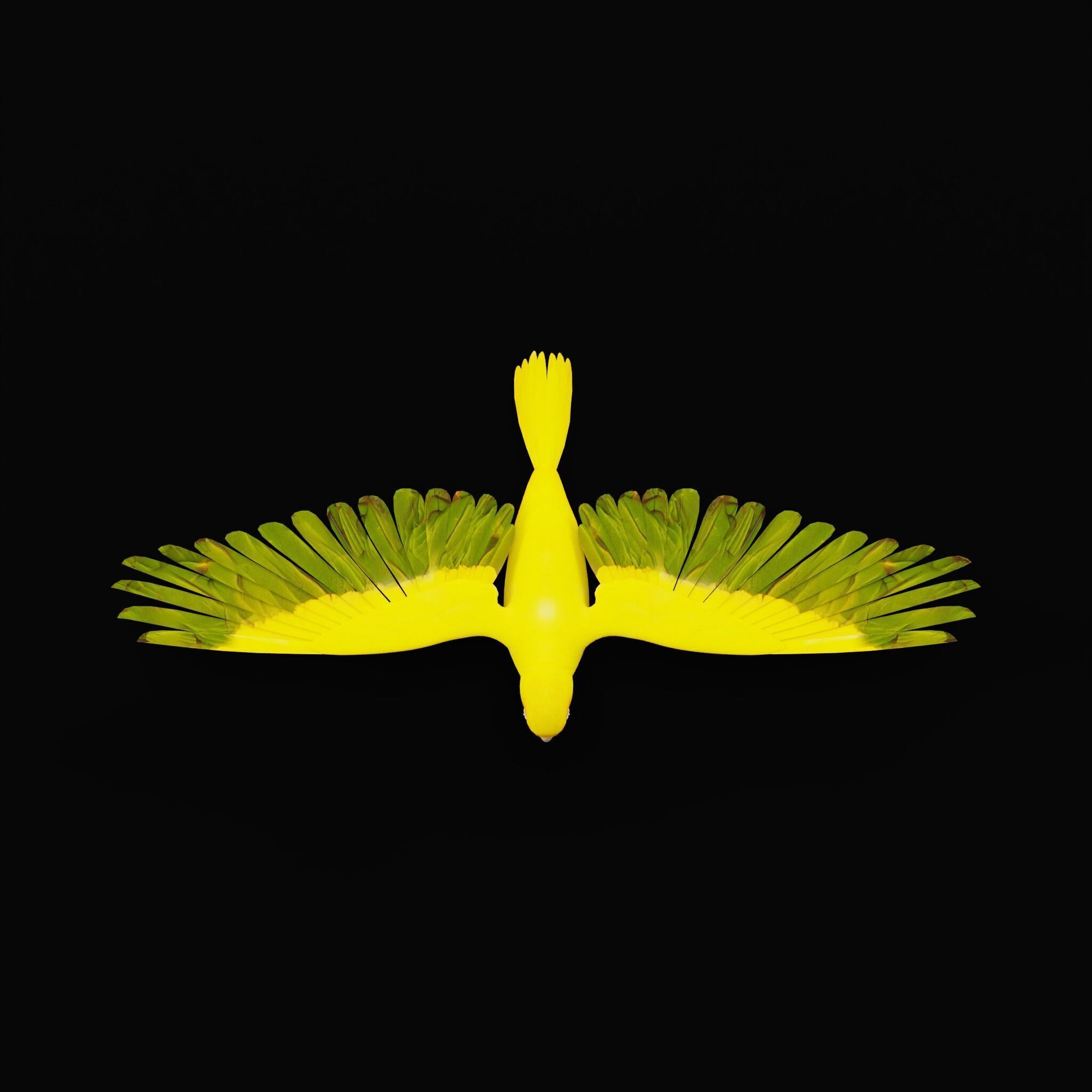 Golden Parrot Conure Low-poly 3D model_42