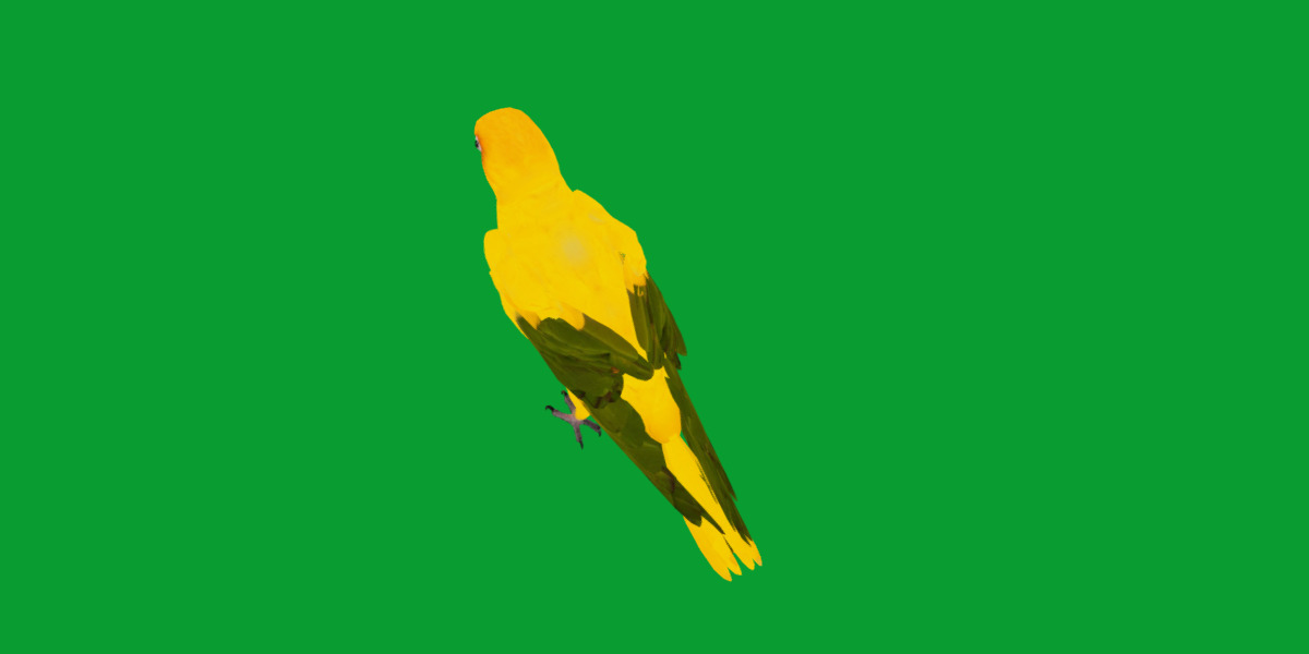 Golden Parrot Conure Low-poly 3D model_9