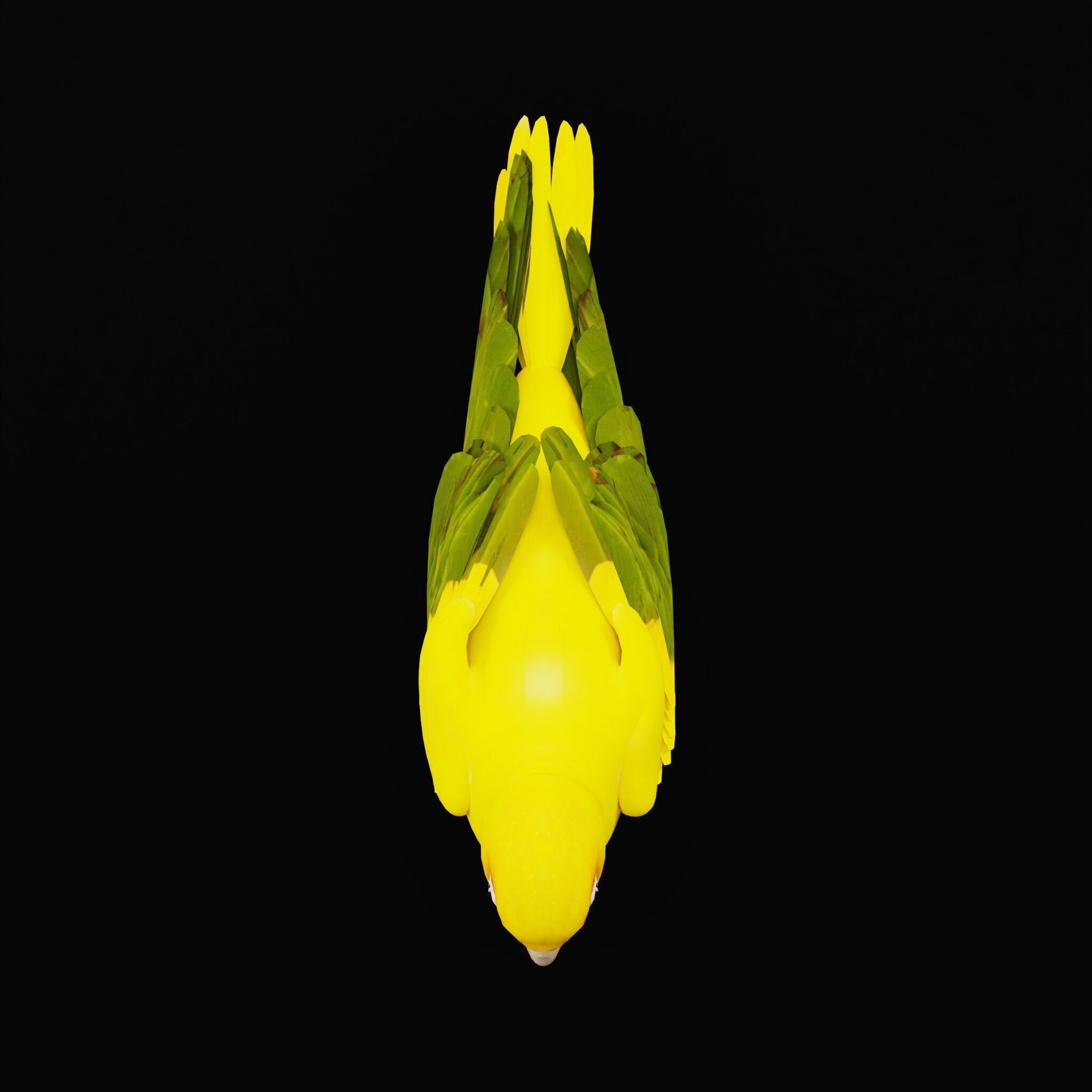 Golden Parrot Conure Low-poly 3D model_49