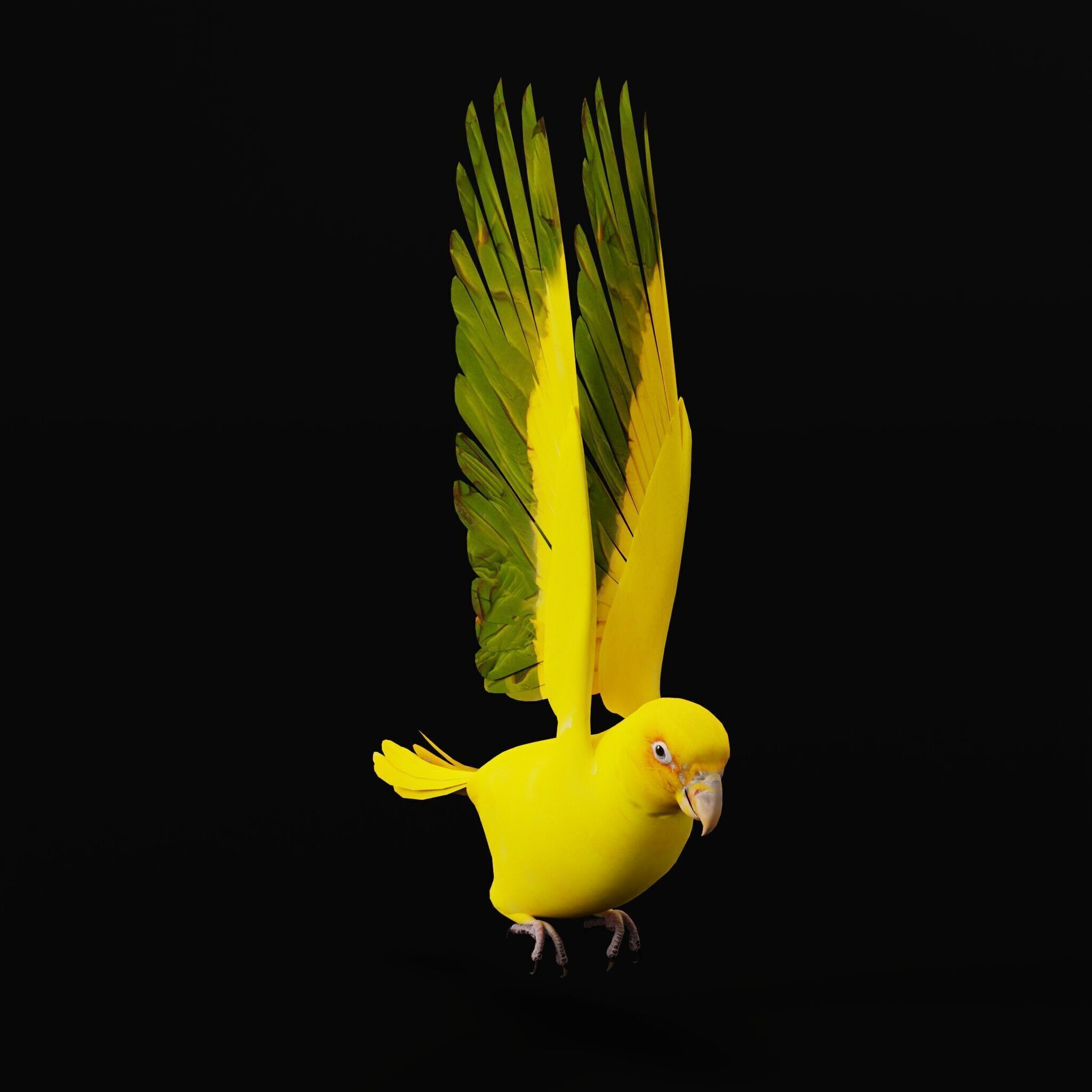 Golden Parrot Conure Low-poly 3D model_53