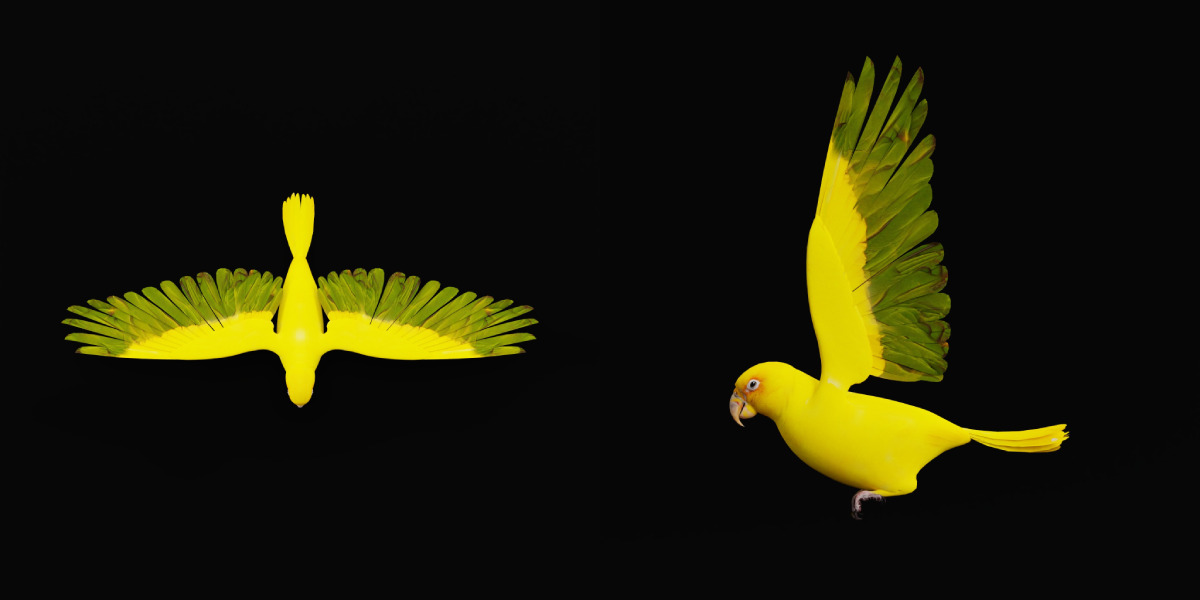Golden Parrot Conure Low-poly 3D model_6