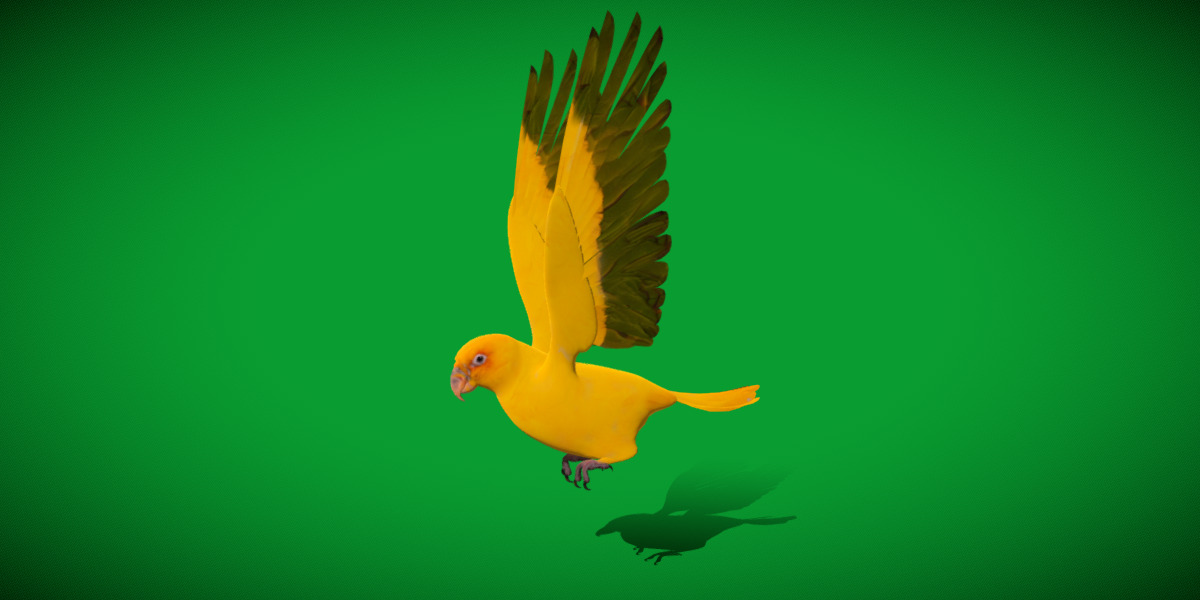 Golden Parrot Conure Low-poly 3D model_14