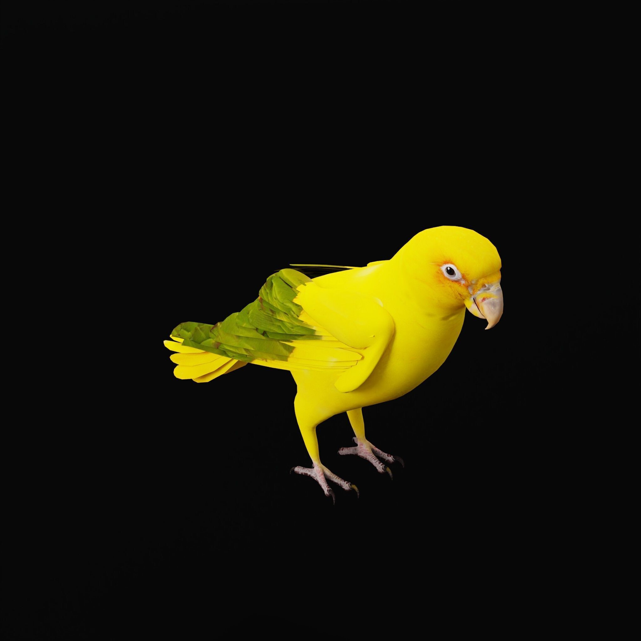 Golden Parrot Conure Low-poly 3D model_47
