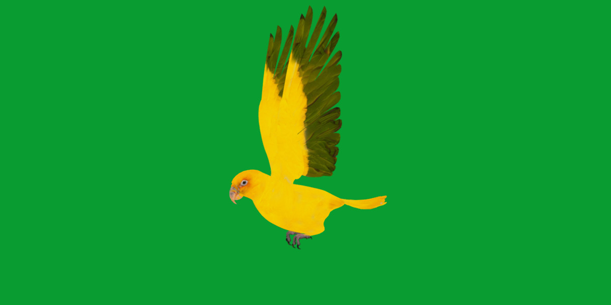 Golden Parrot Conure Low-poly 3D model_15