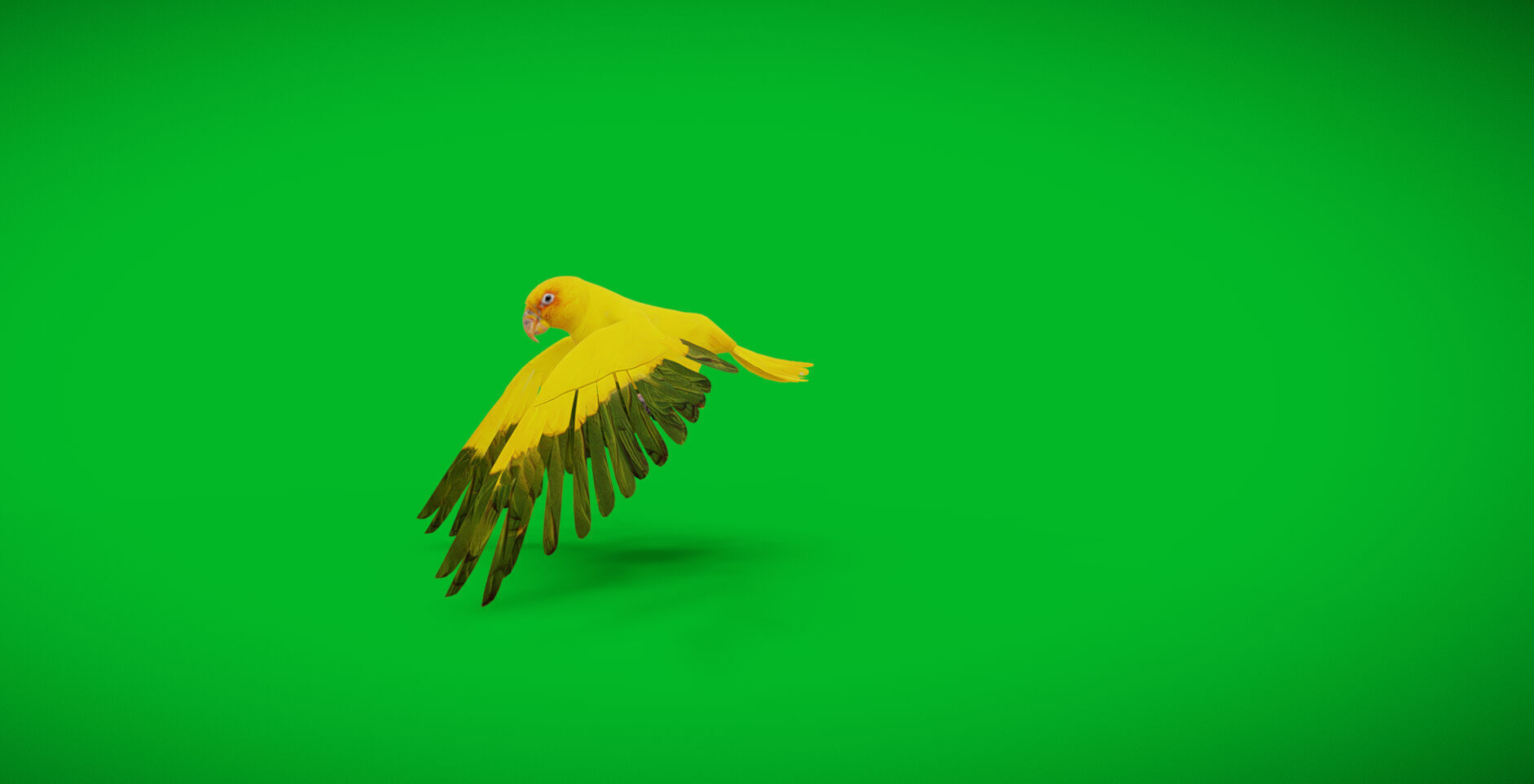 Golden Parrot Conure Low-poly 3D model_41
