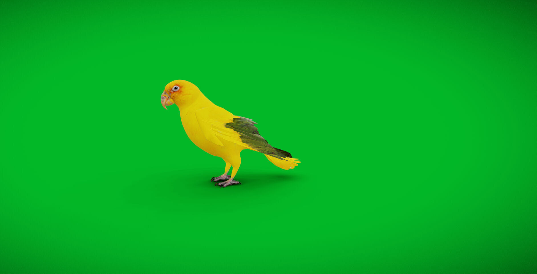 Golden Parrot Conure Low-poly 3D model_40