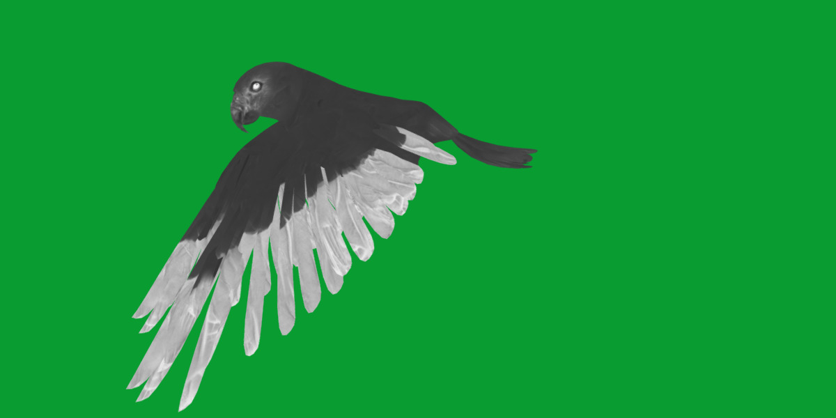 Golden Parrot Conure Low-poly 3D model_11