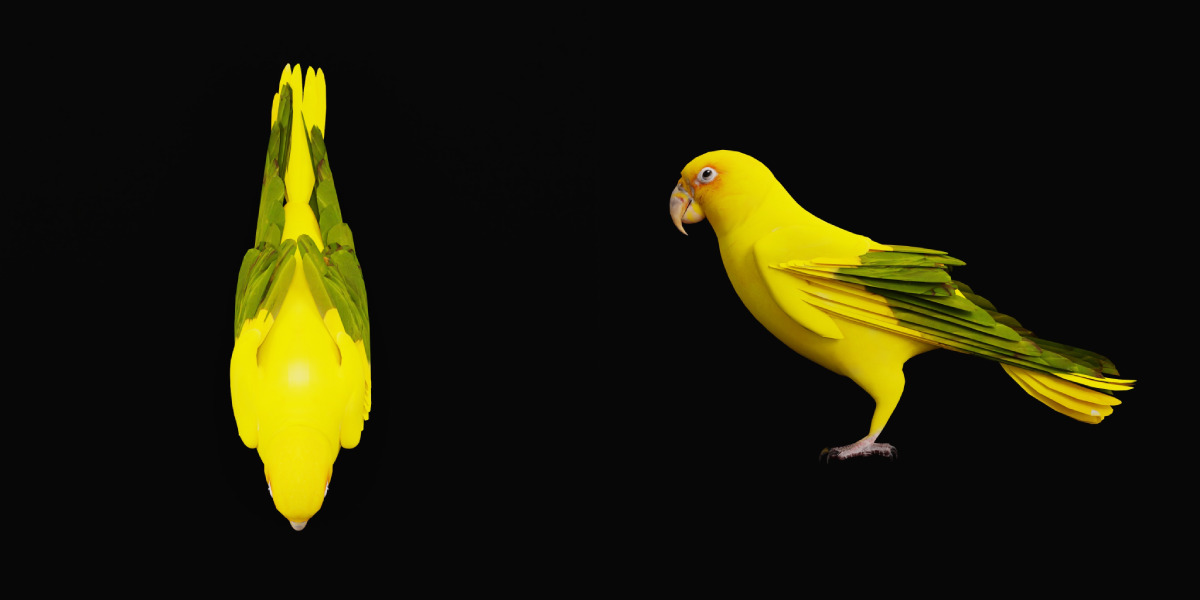 Golden Parrot Conure Low-poly 3D model_34