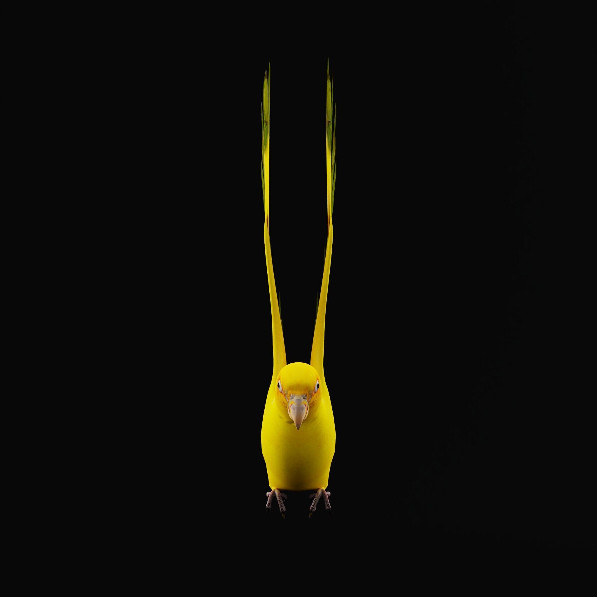 Golden Parrot Conure Low-poly 3D model_50