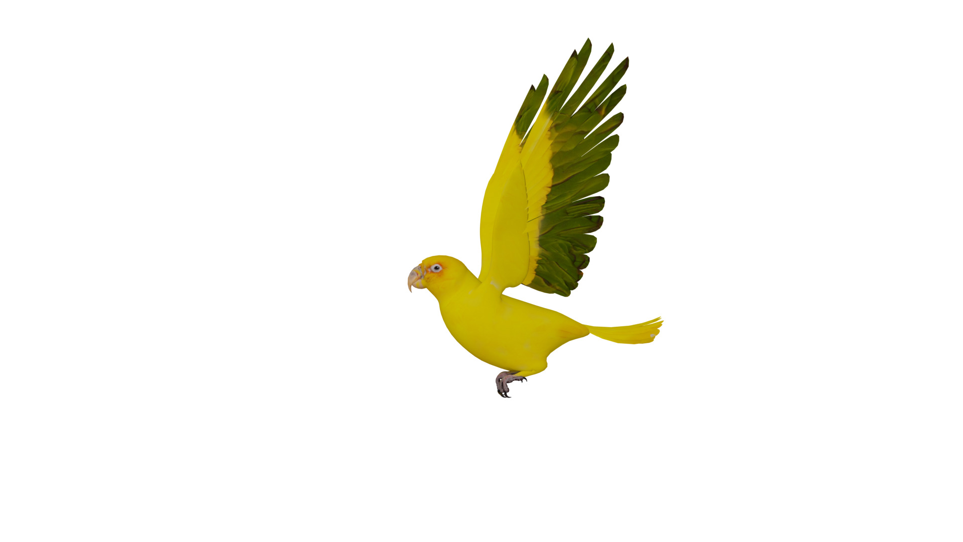 Golden Parrot Conure Low-poly 3D model_4
