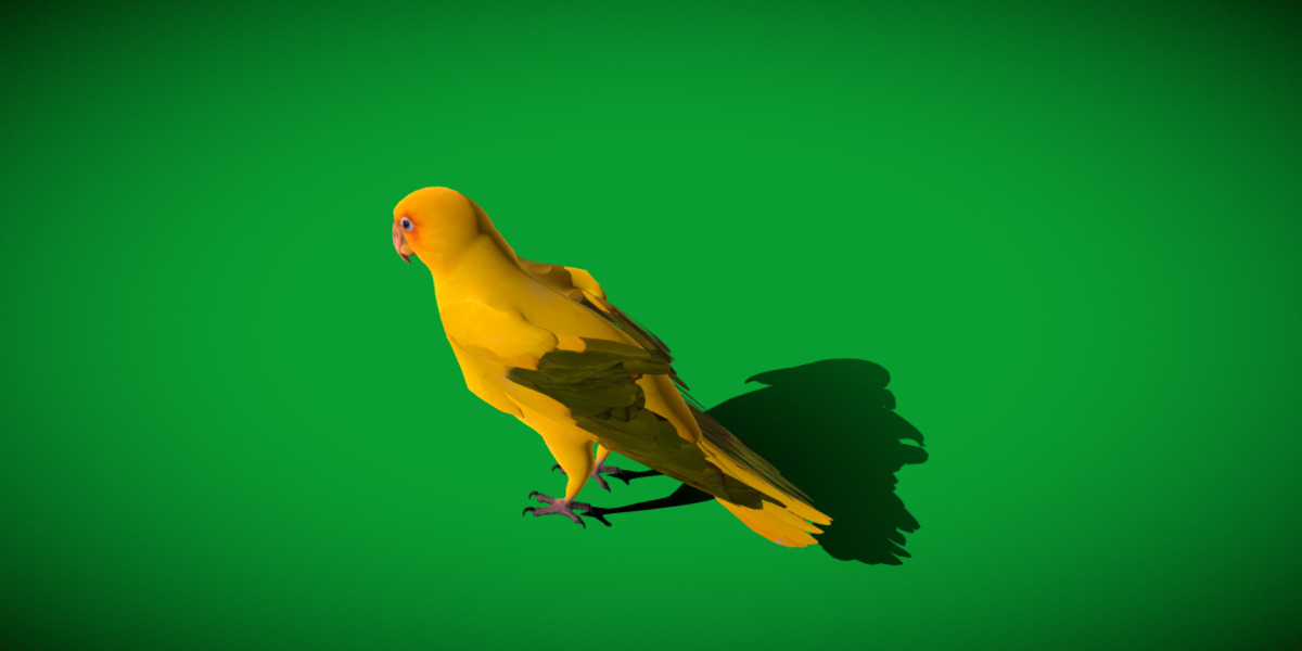 Golden Parrot Conure Low-poly 3D model_17