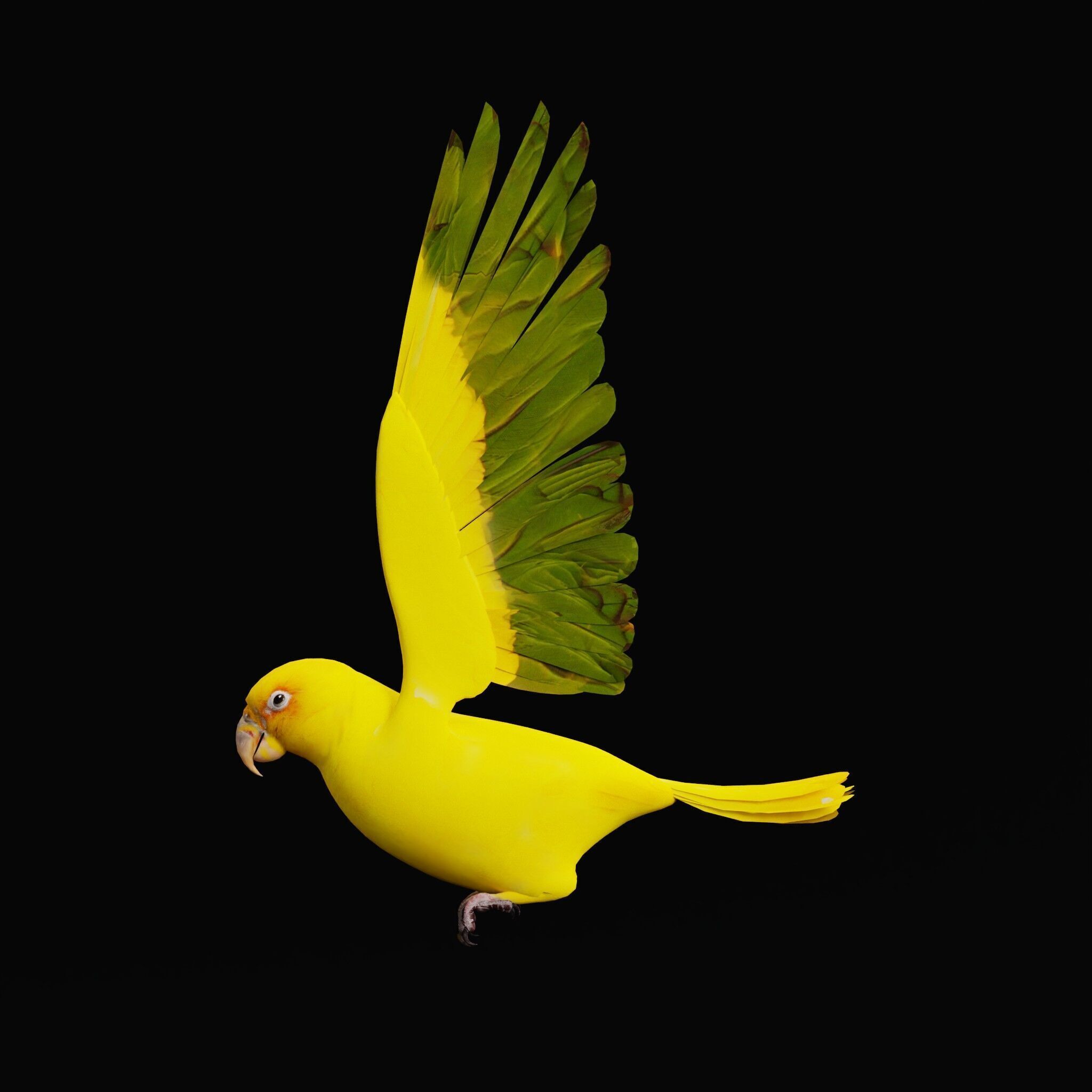 Golden Parrot Conure Low-poly 3D model_52