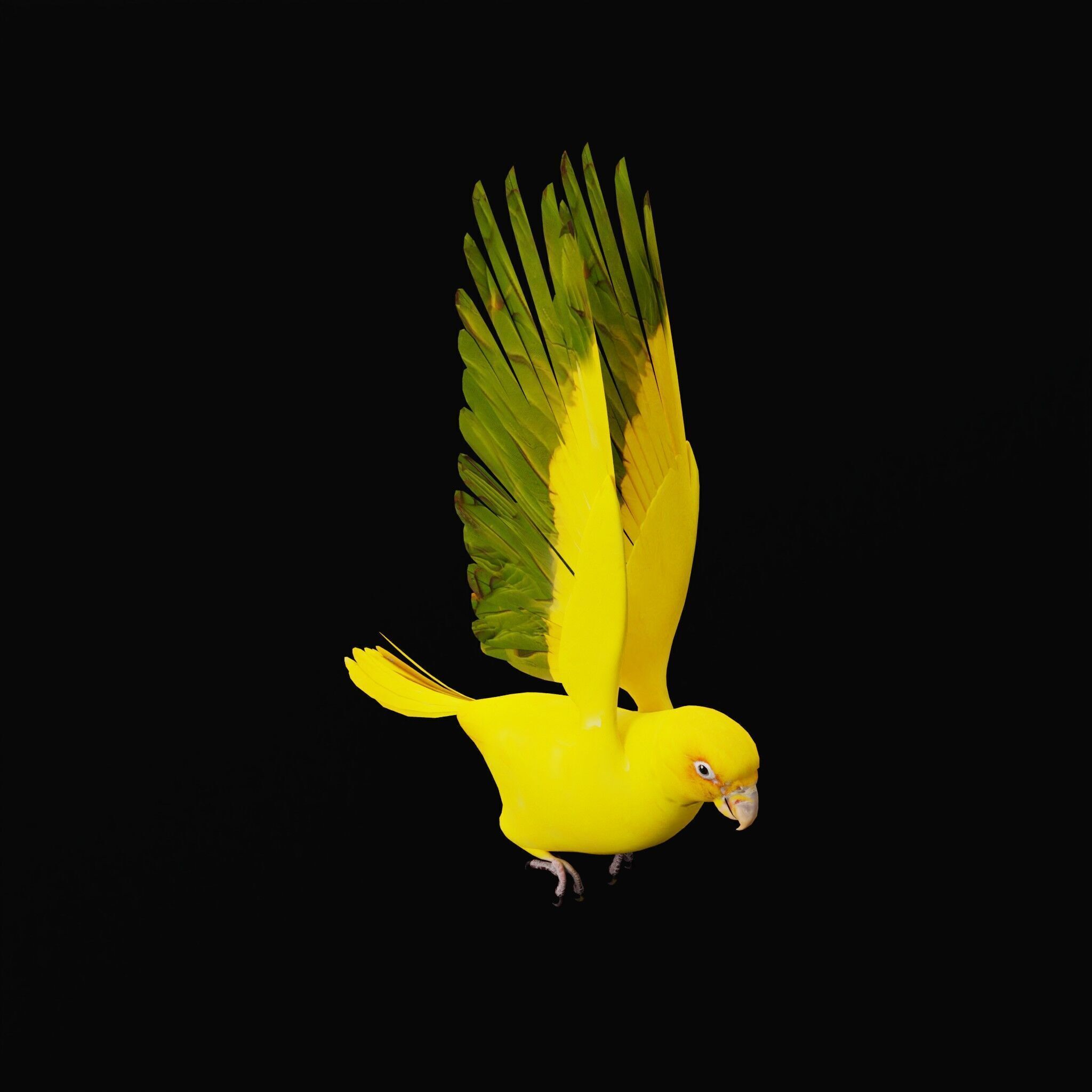 Golden Parrot Conure Low-poly 3D model_51
