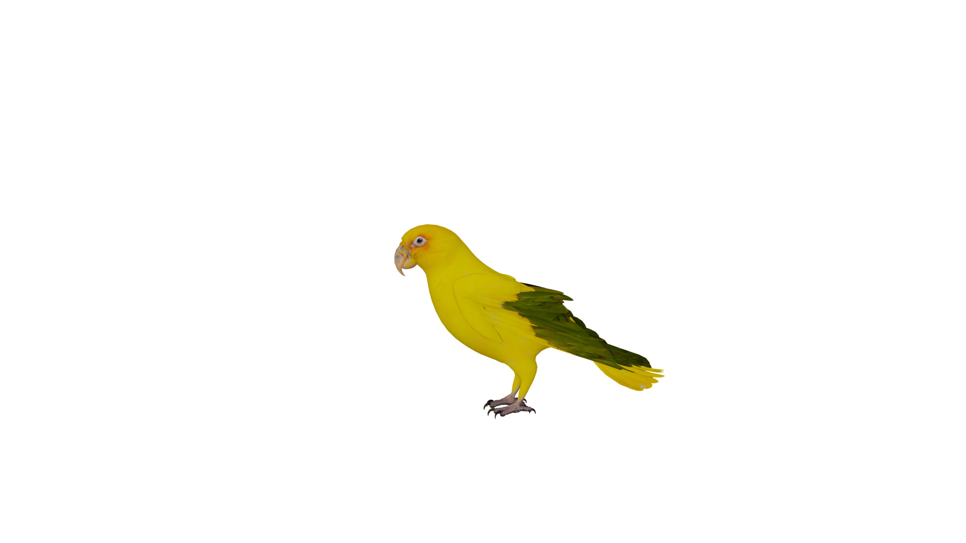 Golden Parrot Conure Low-poly 3D model_5