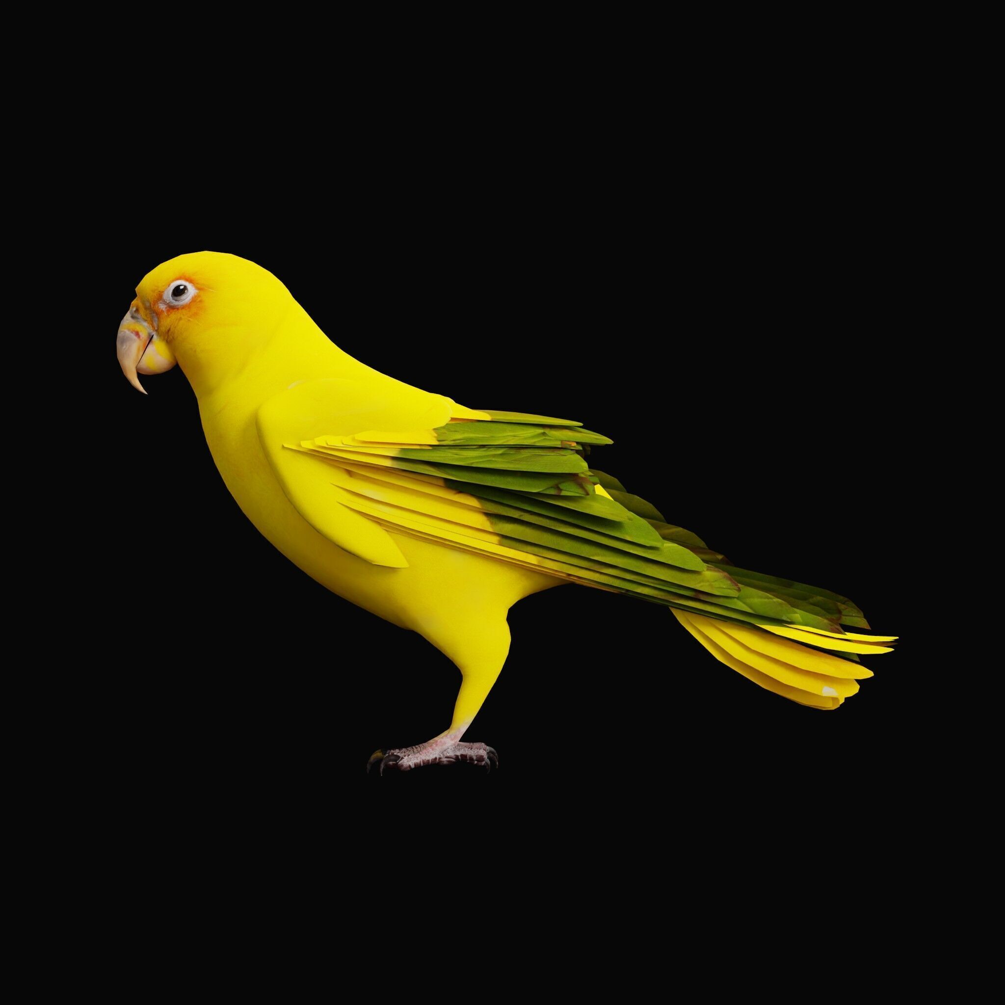 Golden Parrot Conure Low-poly 3D model_48
