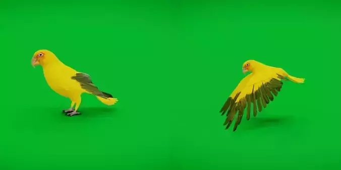 Golden Parrot Conure Low-poly 3D model