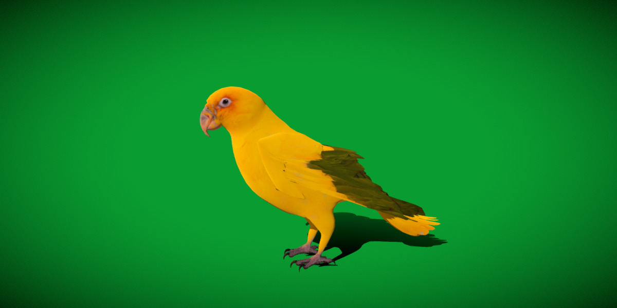 Golden Parrot Conure Low-poly 3D model_32