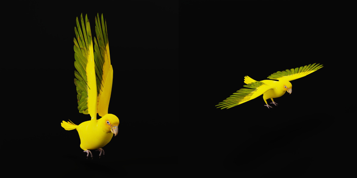 Golden Parrot Conure Low-poly 3D model_8