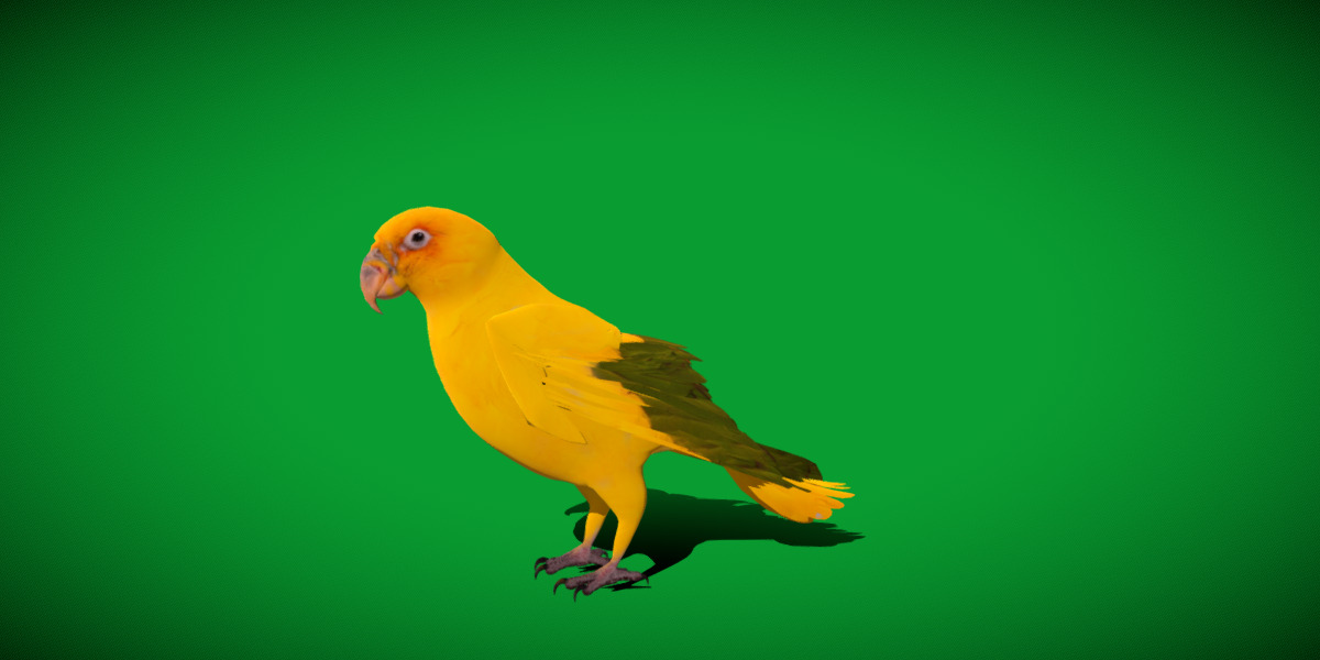 Golden Parrot Conure Low-poly 3D model_39