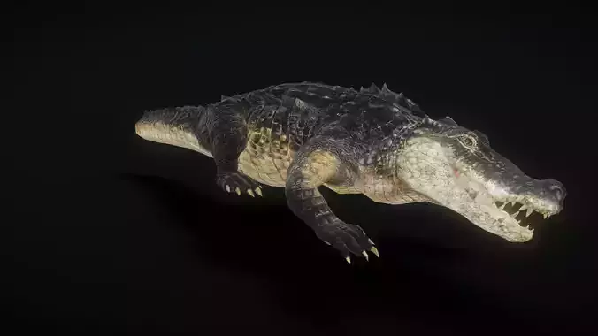 Crocodile animation