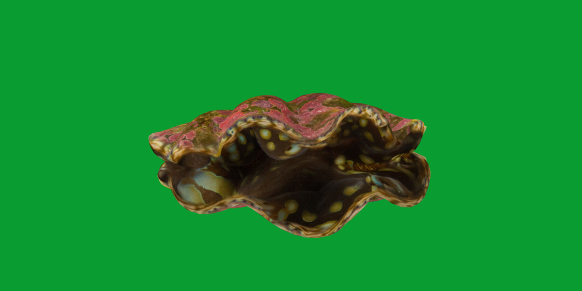 Giant Clam Mollusk Low-poly 3D model_25
