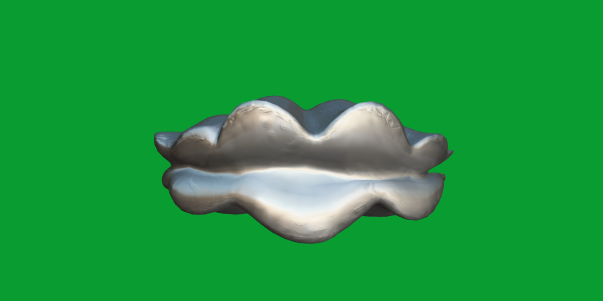 Giant Clam Mollusk Low-poly 3D model_11