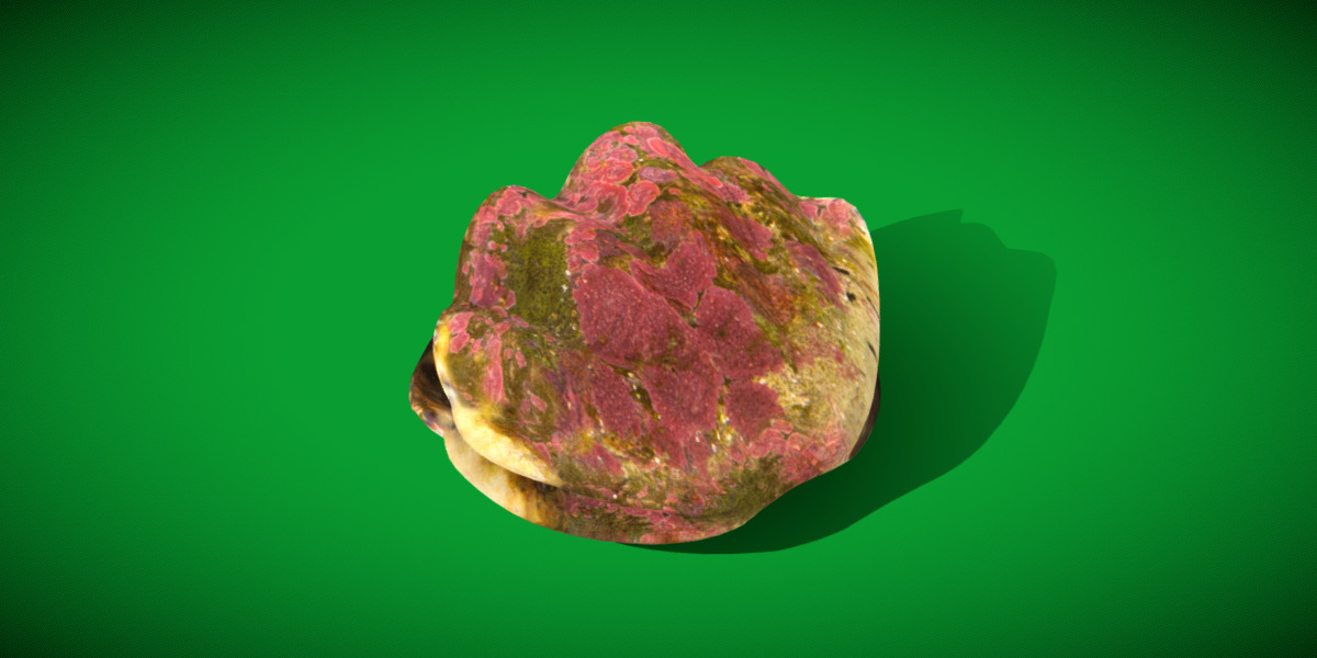 Giant Clam Mollusk Low-poly 3D model_23