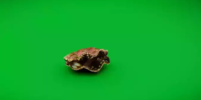 Giant Clam Mollusk Low-poly 3D model