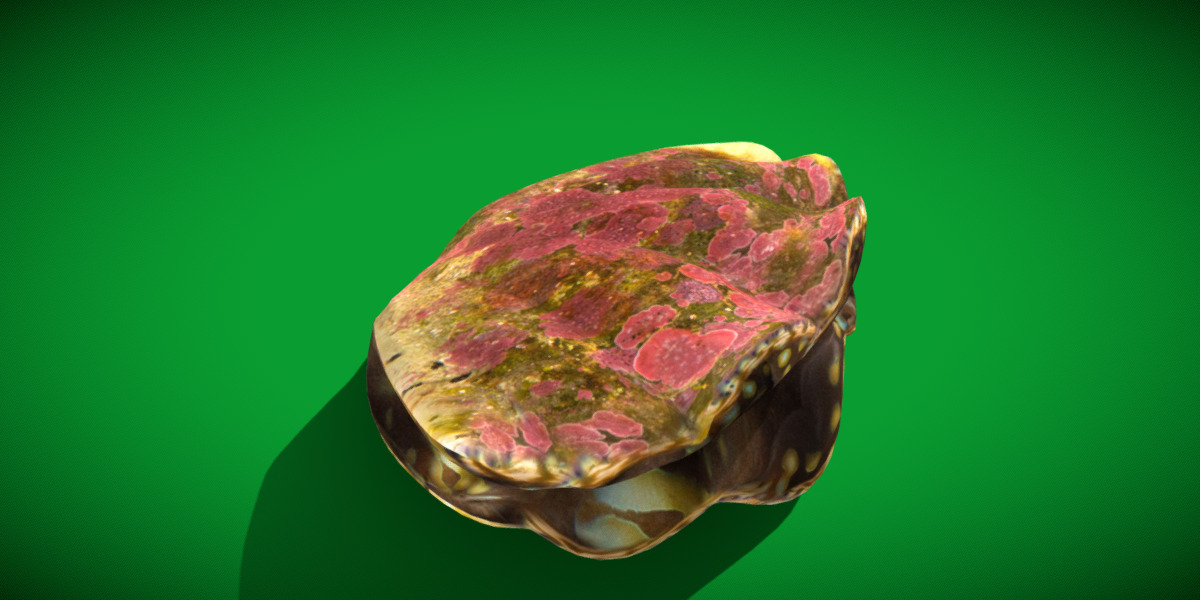 Giant Clam Mollusk Low-poly 3D model_4