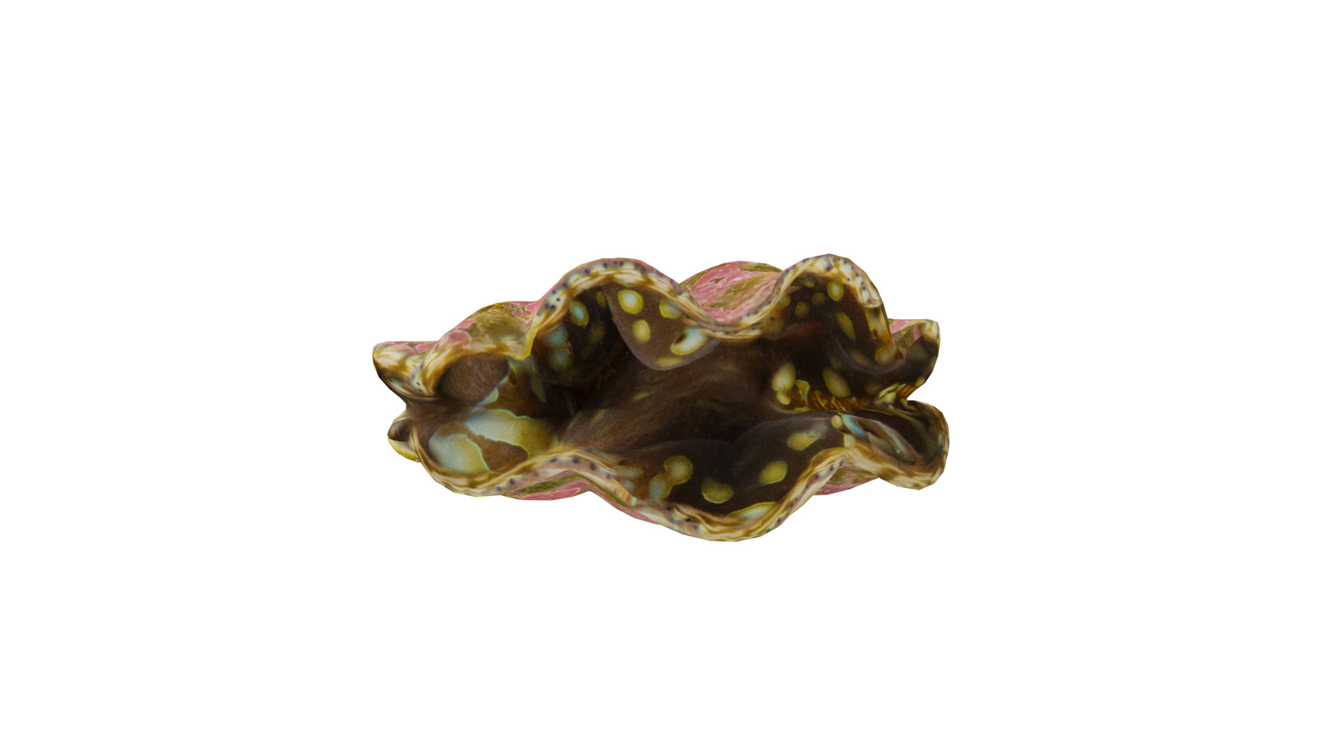 Giant Clam Mollusk Low-poly 3D model_32
