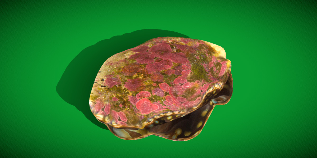 Giant Clam Mollusk Low-poly 3D model_3