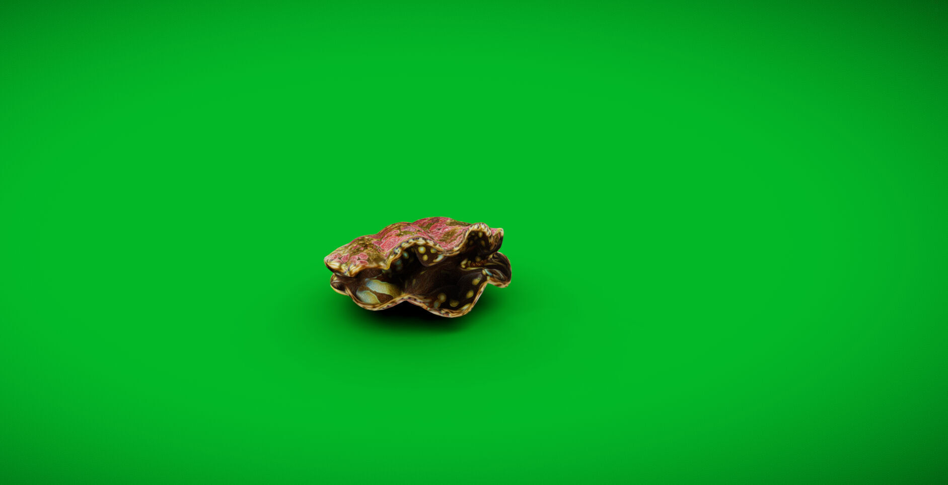 Giant Clam Mollusk Low-poly 3D model_34