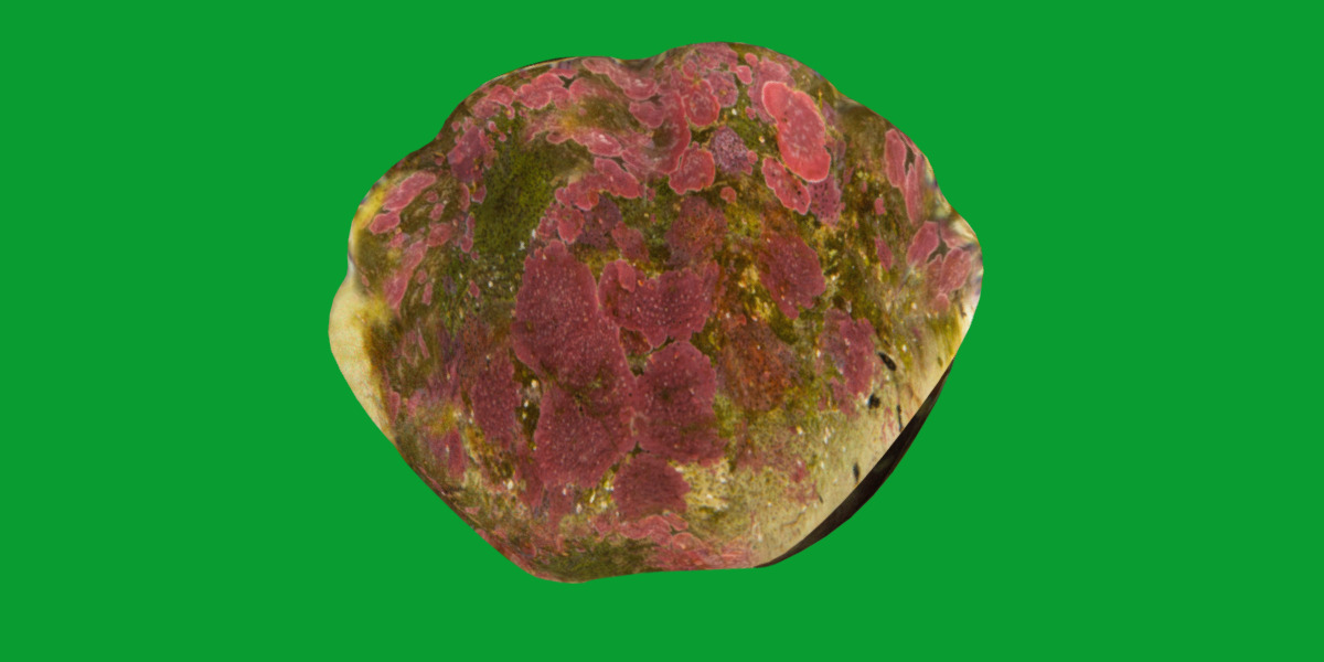 Giant Clam Mollusk Low-poly 3D model_21