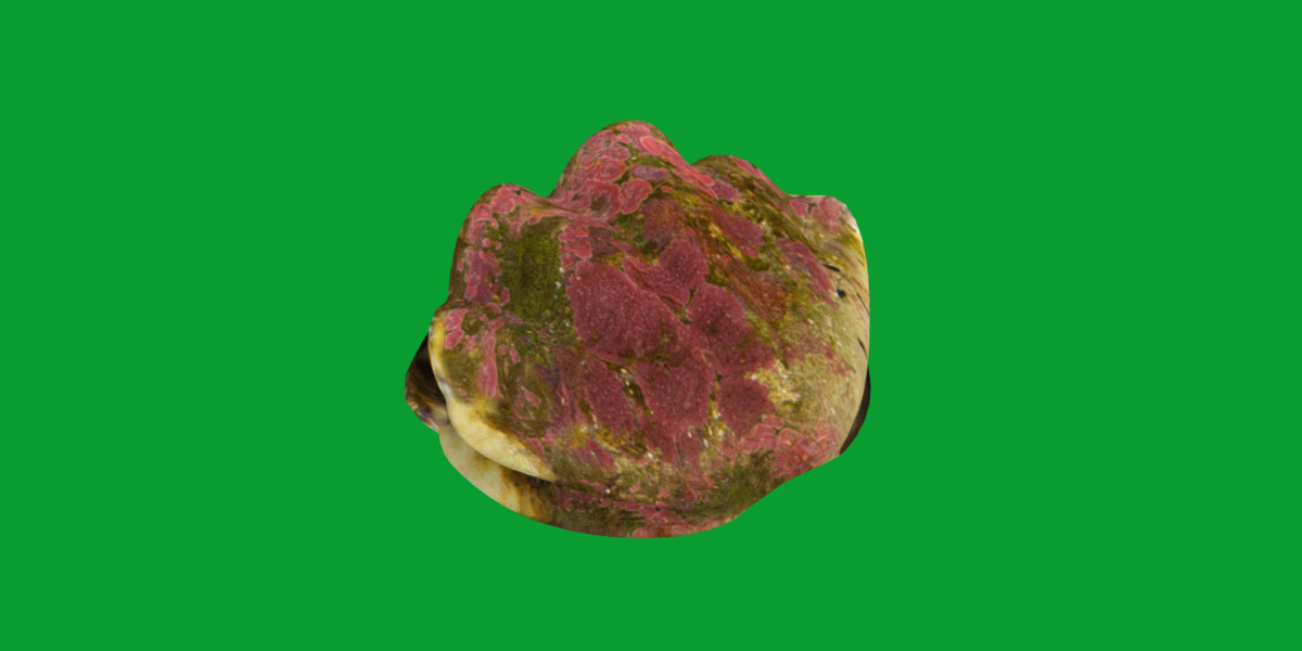 Giant Clam Mollusk Low-poly 3D model_24