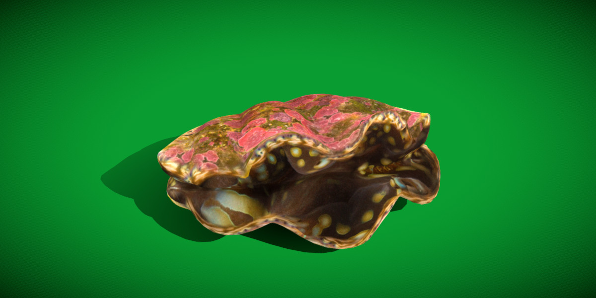 Giant Clam Mollusk Low-poly 3D model_30
