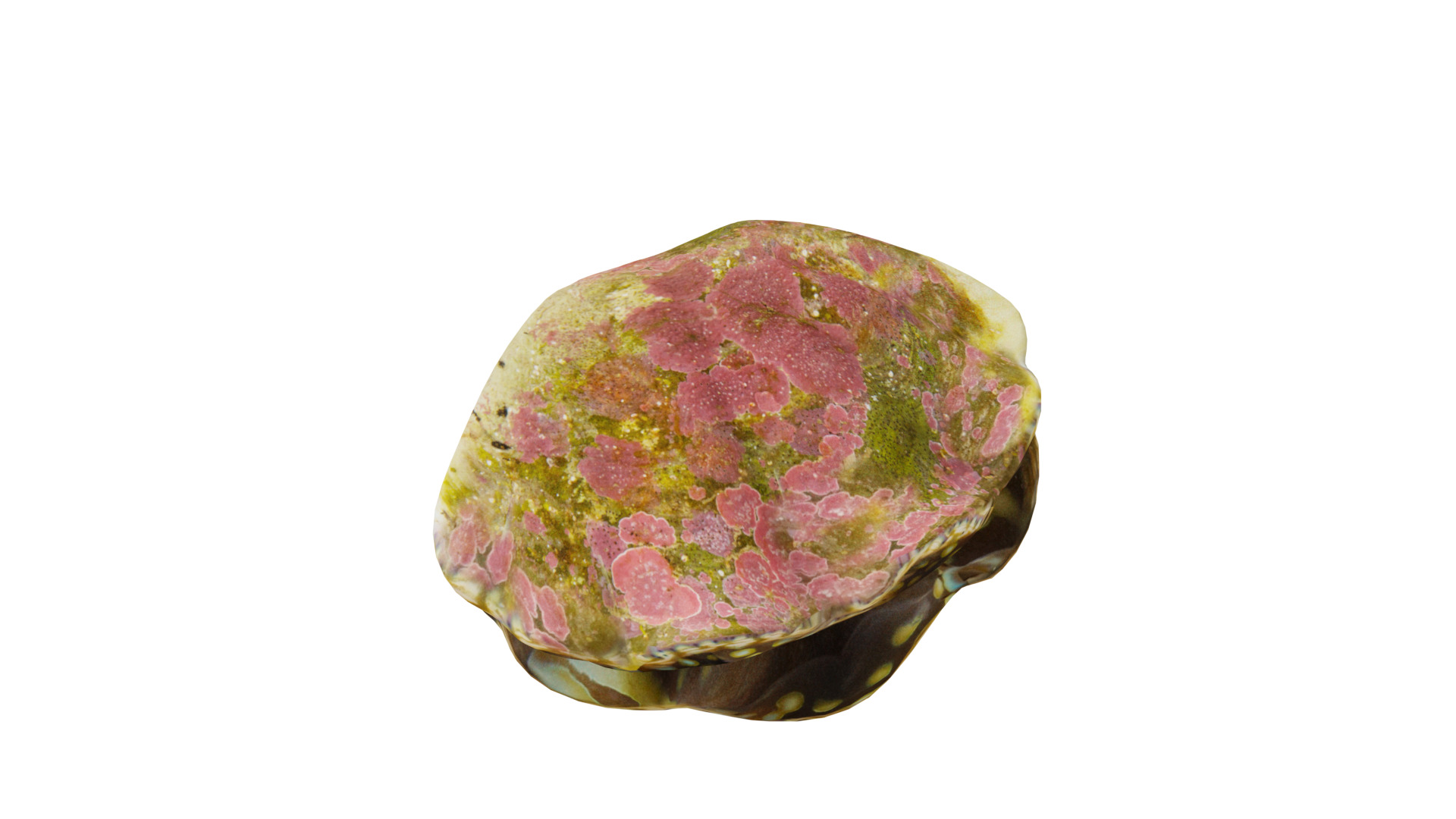 Giant Clam Mollusk Low-poly 3D model_31