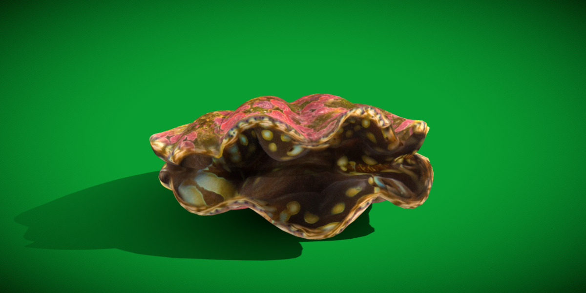 Giant Clam Mollusk Low-poly 3D model_27
