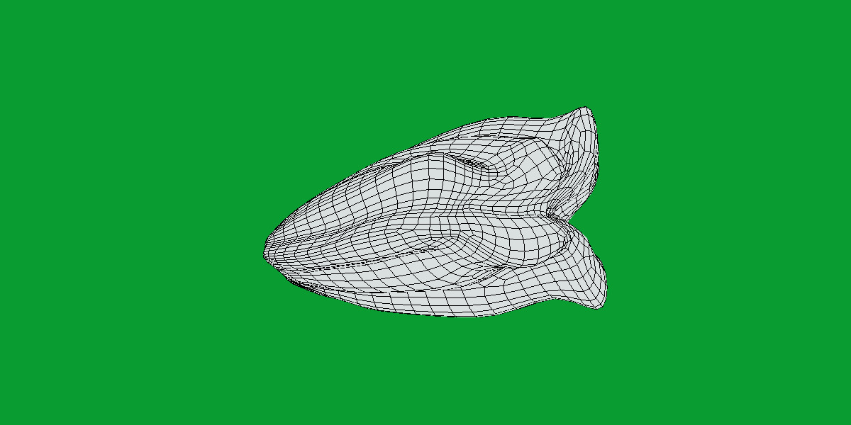 Giant Clam Mollusk Low-poly 3D model_16