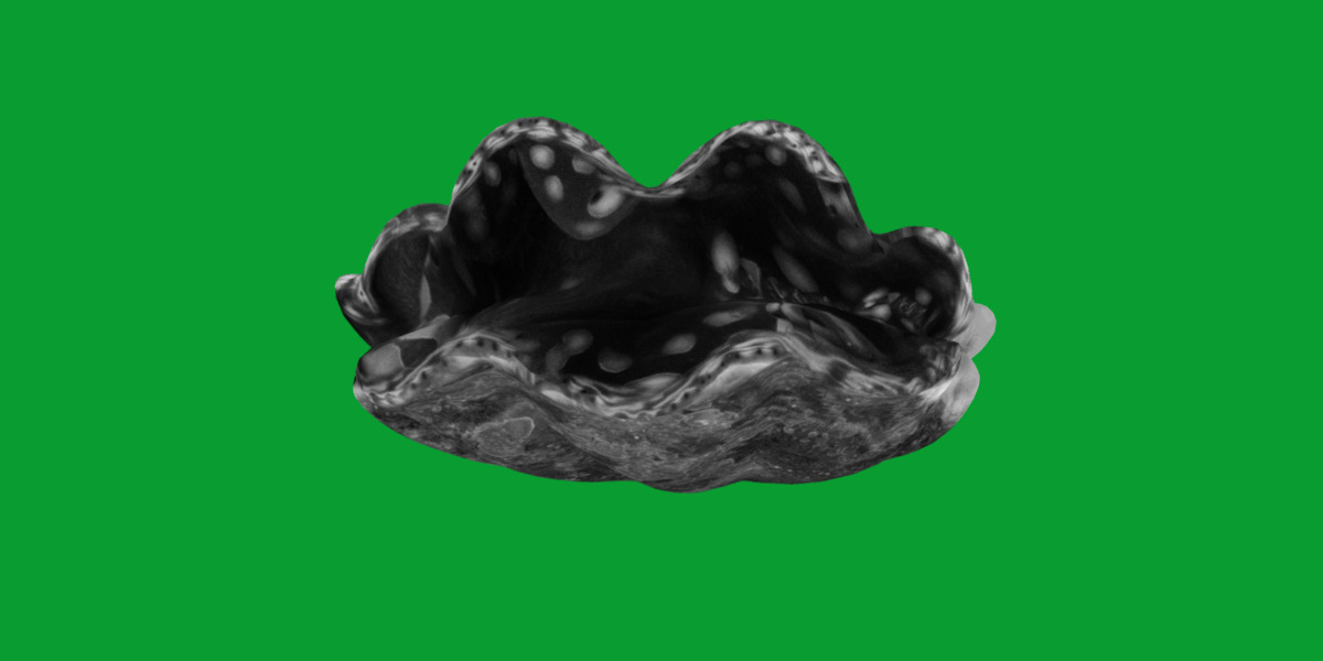 Giant Clam Mollusk Low-poly 3D model_9