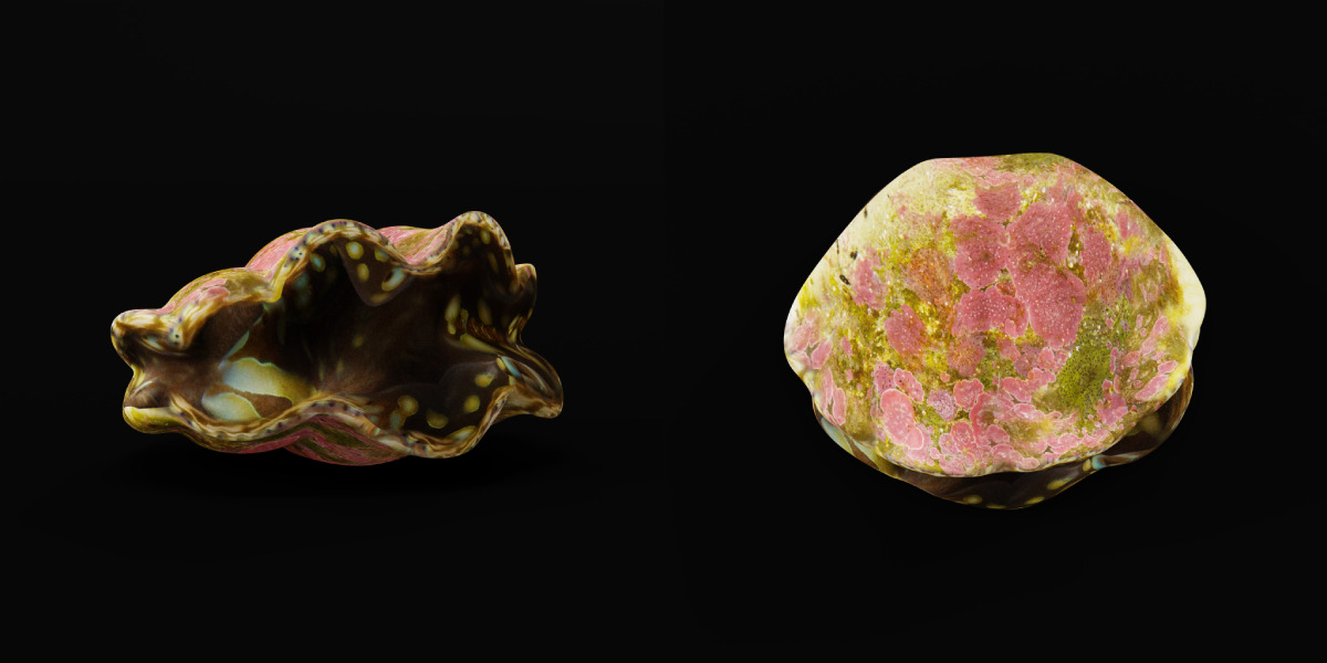 Giant Clam Mollusk Low-poly 3D model_14