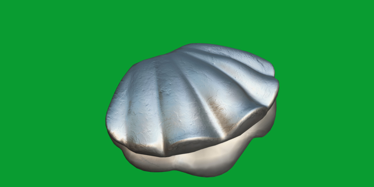 Giant Clam Mollusk Low-poly 3D model_12
