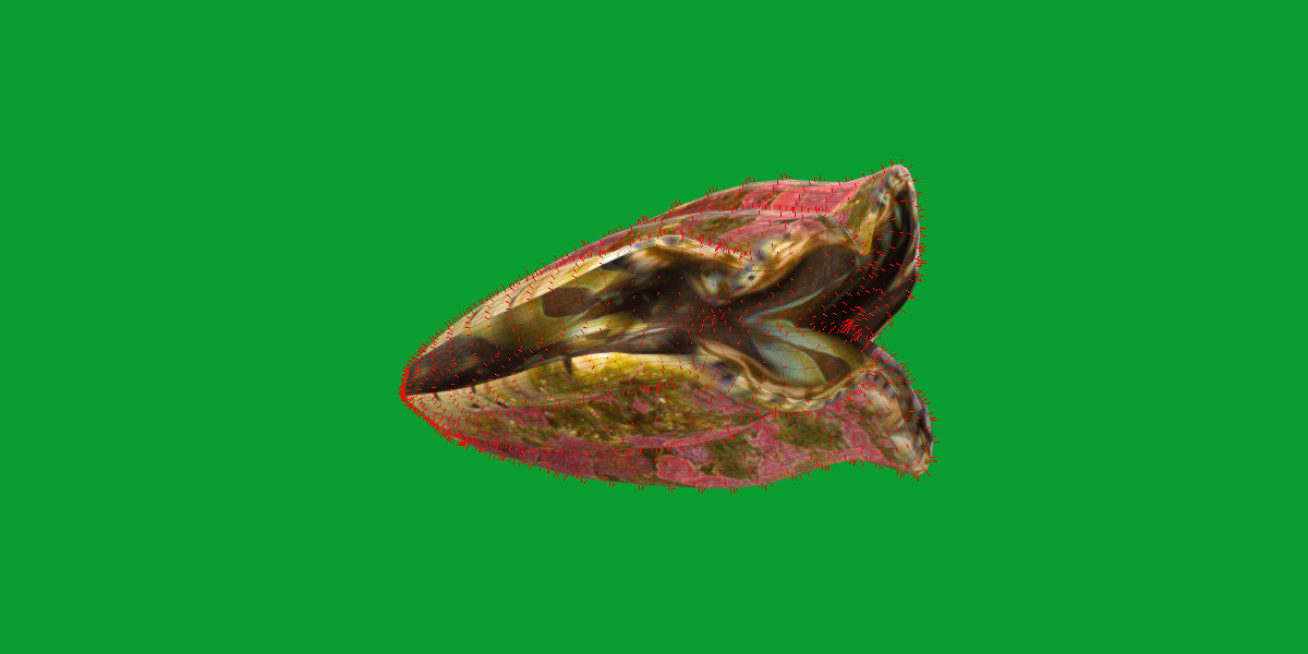 Giant Clam Mollusk Low-poly 3D model_17