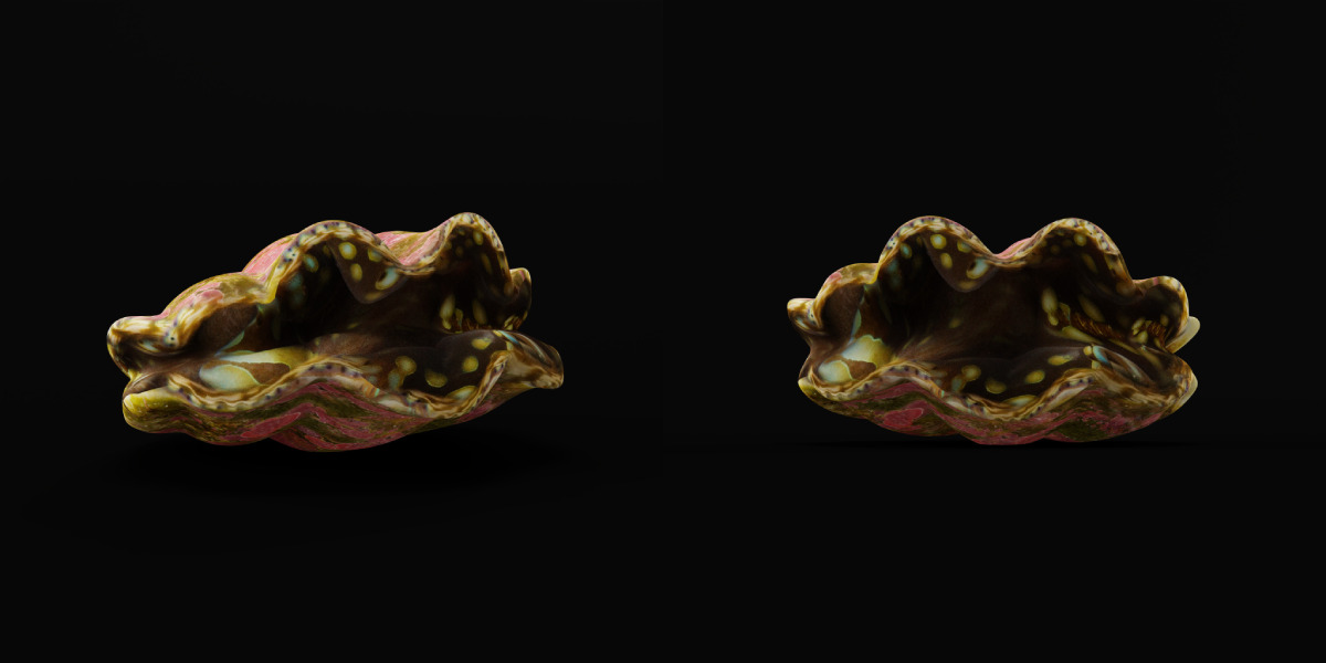 Giant Clam Mollusk Low-poly 3D model_26