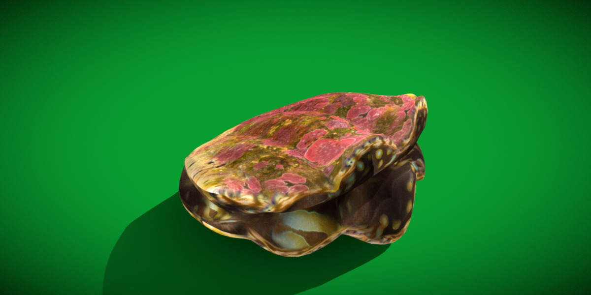 Giant Clam Mollusk Low-poly 3D model_22