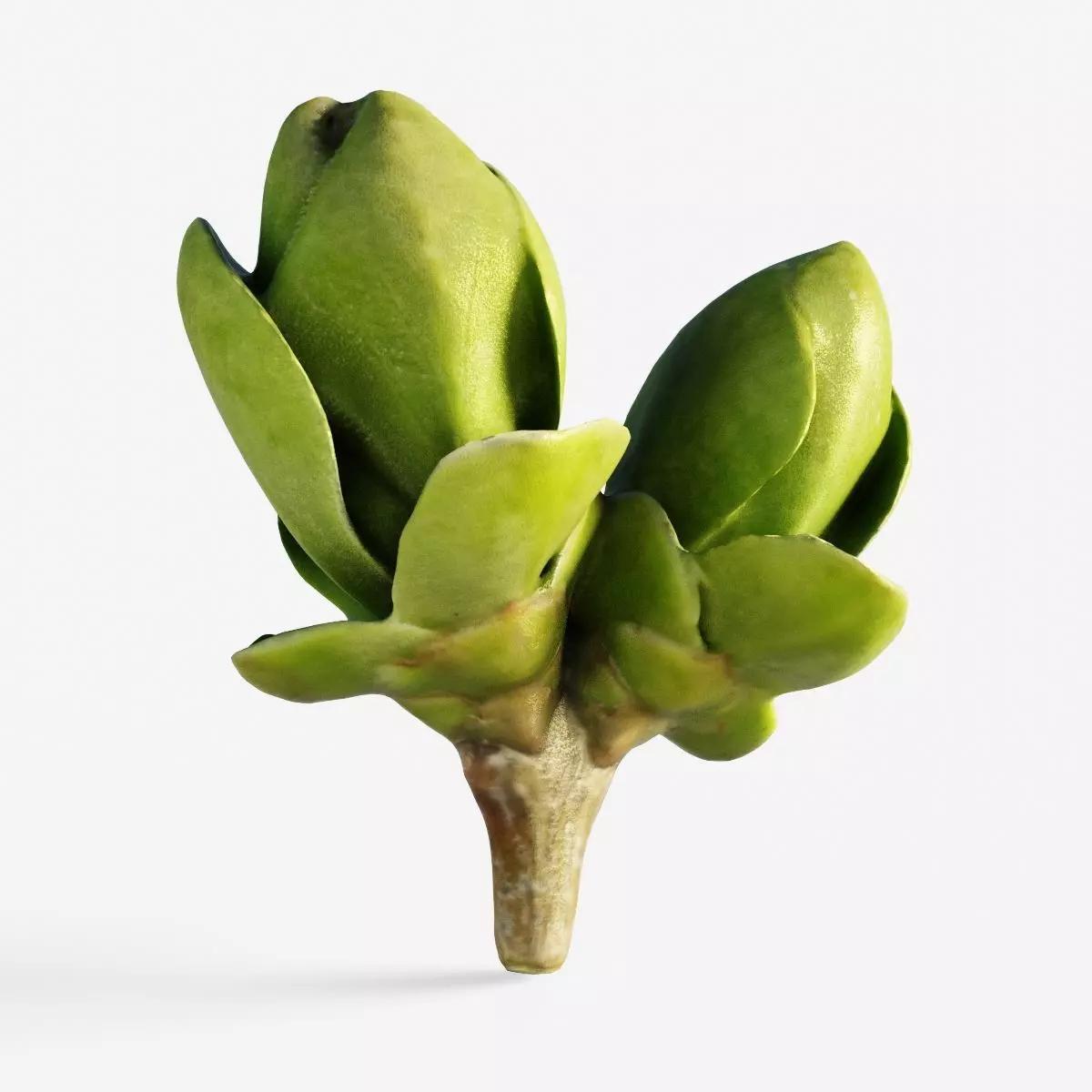 Scanned spring leaf bud Low-poly 3D model