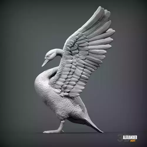 Mute swan with wings raised