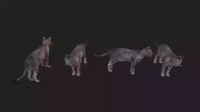 17 cat casual animations
