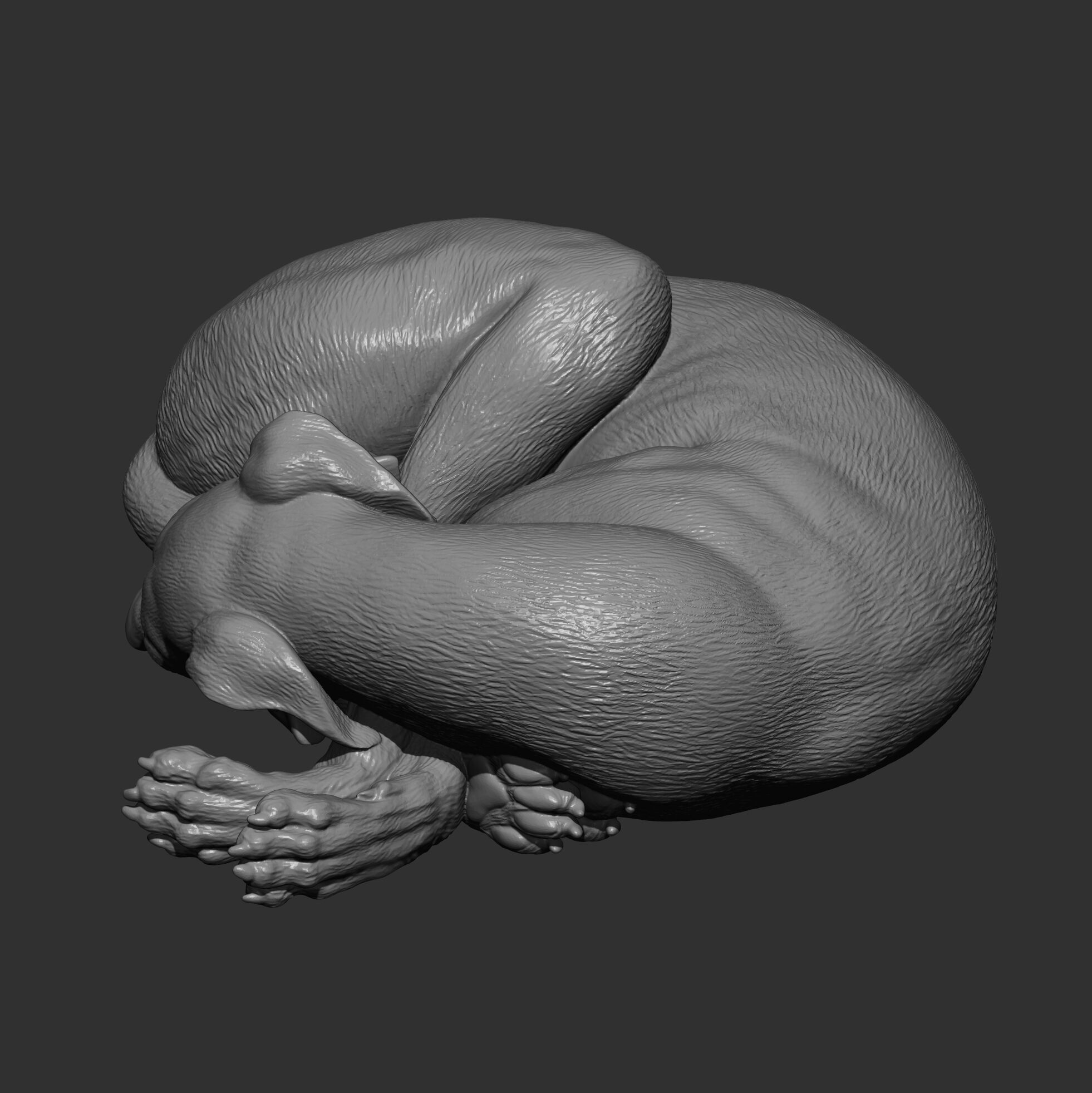 Whippet curled up asleep 3D print model_9