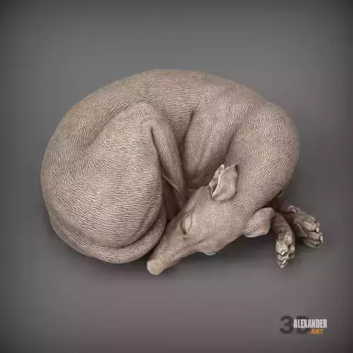 Whippet curled up asleep