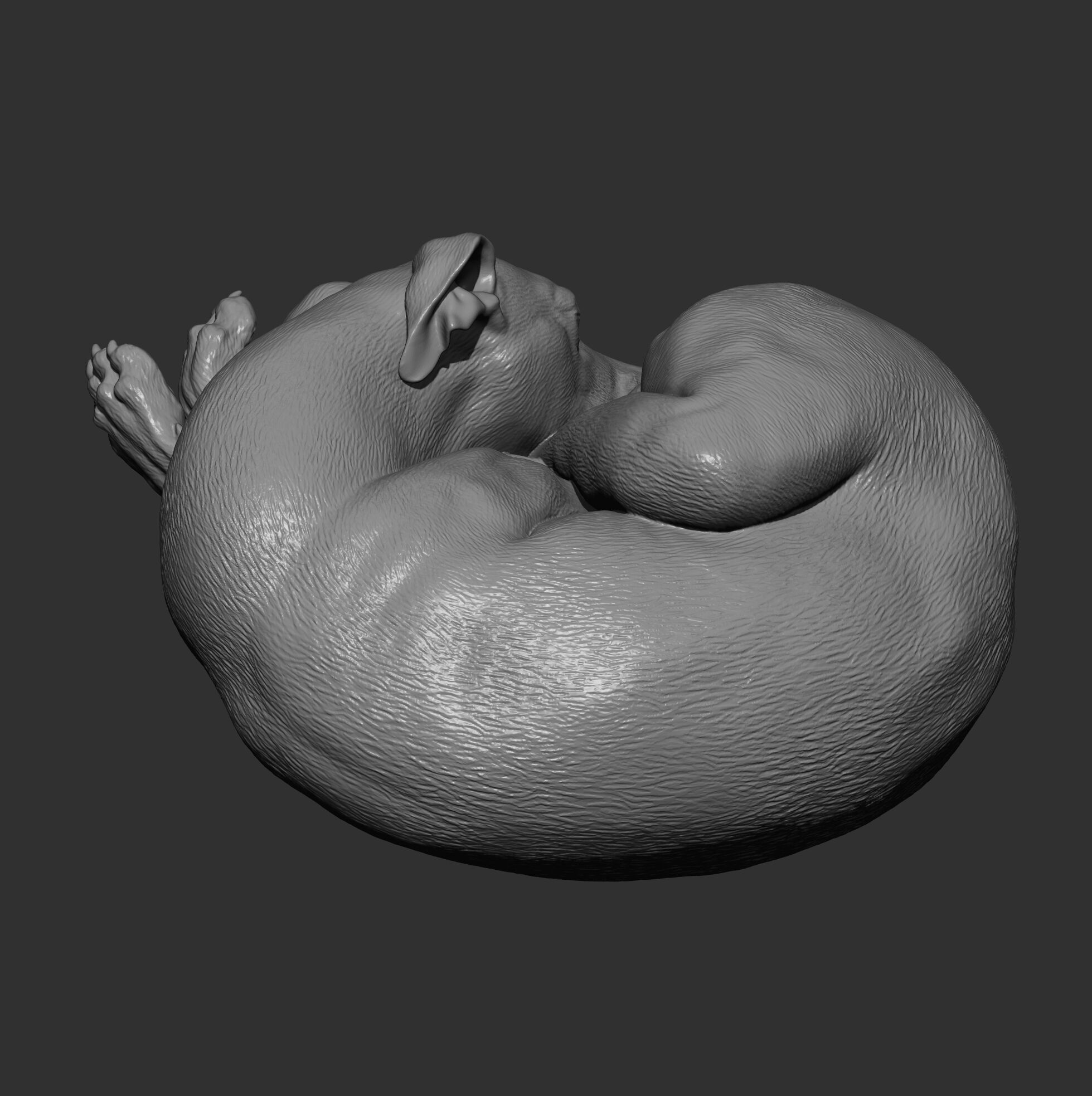 Whippet curled up asleep 3D print model_15